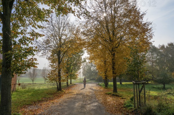 Autumnal lime tree avenue (Tilia) in the morning at Othenstorf Estate, Mecklenburg-Western