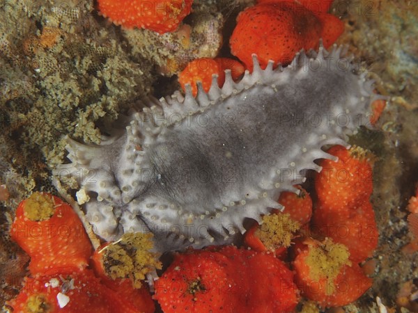 Grey sea cucumber, Cape Town sea cucumber (Hemiocnus insolens), endemic, on the seabed, False Bay