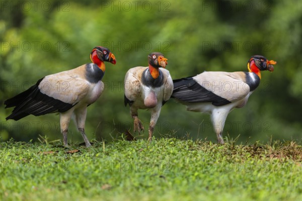 King vulture (Sarcoramphus papa), cock, vulture birds (Aegypiinae), Laguna del Lagarto Lodge,