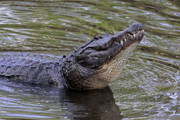 Mississippi Alligator (Alligator mississippiensis), pike alligator, adult, friendly, portrait,