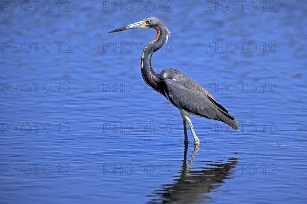 Tricoloured Heron (Egretta tricolor), adult, in the water, foraging, Merritt Island, Black Point