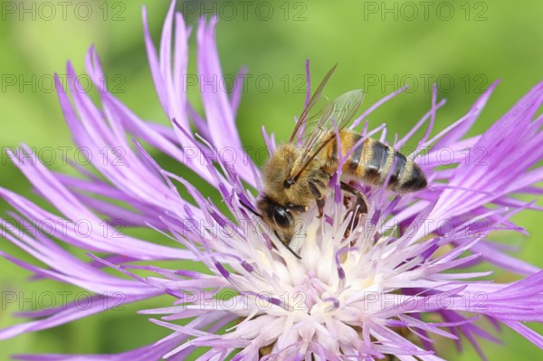European honey bee (Apis mellifera), collecting nectar from a flower of the meadow knapweed or