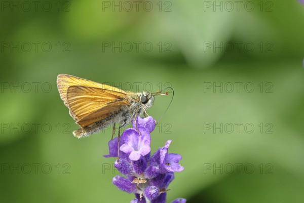 Large skipper (Ochlodes venatus), collecting nectar from a flower of Common lavender (Lavandula