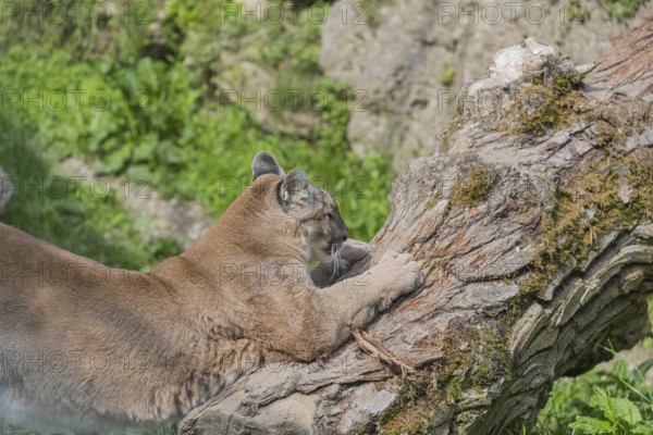 One male cougar, Puma concolor, sharpening its claws on the bark of a dead tree. A rock wall