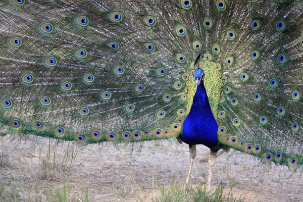 Indian peafowl (Pavo Scalloped ribbonfish), adult, male, beats wheel, courtship display, Germany,