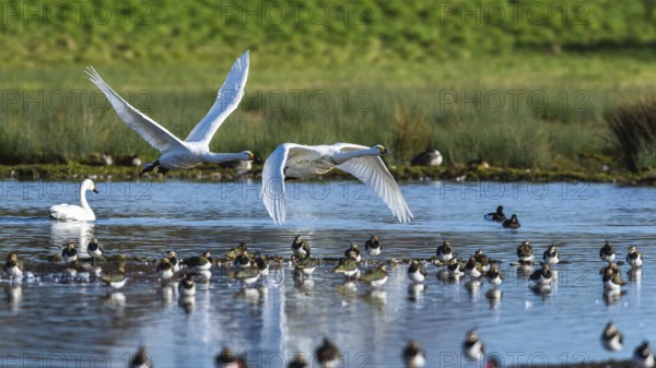 Tundra Swan, Bewick's Swan, Cygnus columbianus in flight at winter in Slimbridge, England, United
