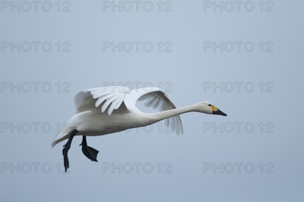 Bewick's swan (Cygnus columbianus) adult bird flying on approach to land, England, United Kingdom,