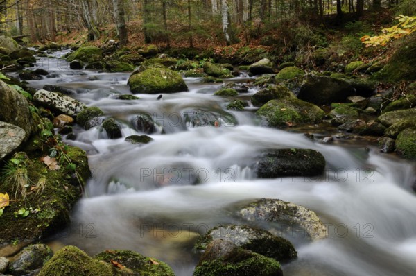 The water moves gently over mossy stones in a wooded autumn area, Kleine Ohe, Bavarian Forest