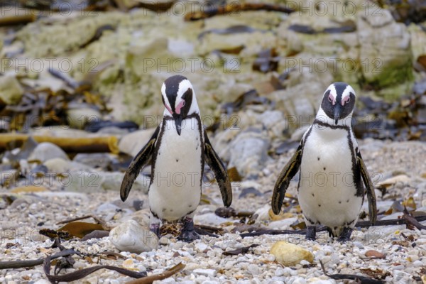 African penguin, penguin, Stony Point Penguin Colony, Bettys Bay, Garden Route, Western Cape, South