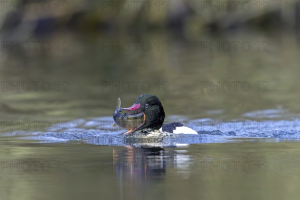 Common merganser, goosander (Mergus merganser merganser) male swallowing caught fish prey while
