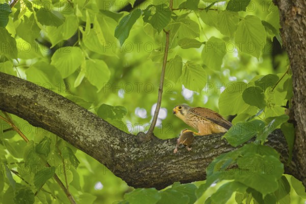A common kestrel (Falco tinnunculus) with his prey a European hamster (Cricetus cricetus) sits on a