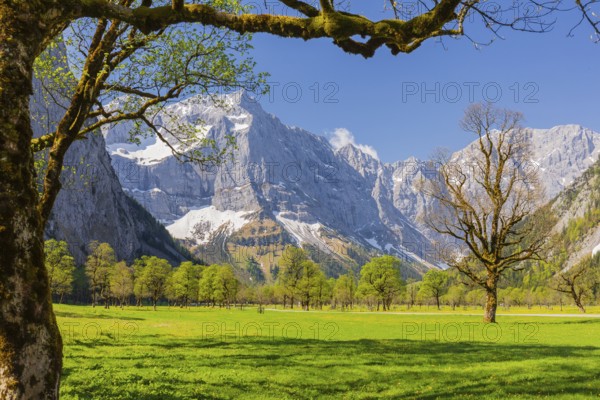 Nature conservancy area Grosser Ahornboden. Sycamore maple trees, Acer pseudoplatanus, in