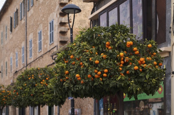 Orange trees line the main street, Santa Maria del Camí, Calvià, Majorca, Balearic Islands,