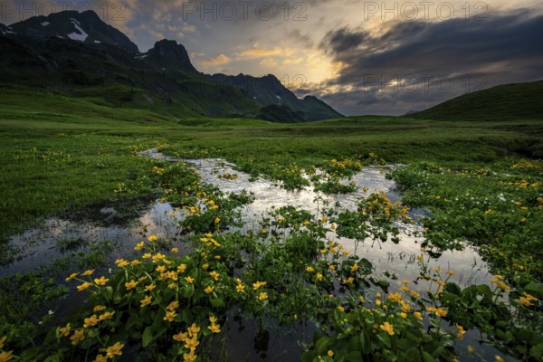 Summit in the morning light with dramatic clouds and marsh marigolds (Caltha) with stream in the