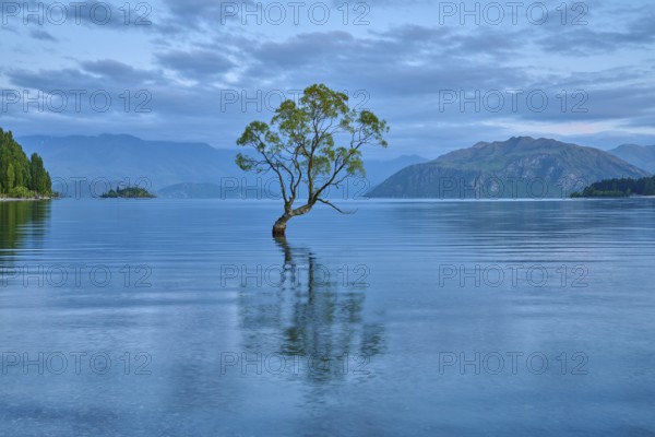 A lone tree stands in a calm blue lake in front of mountains, summer, Lake Wanaka, Wanaka, Otago,