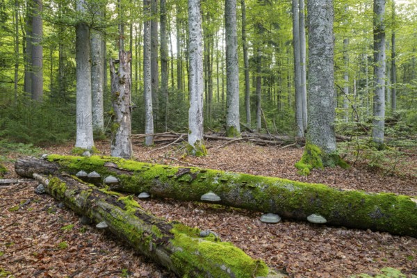 Mixed mountain forest with copper beech (Fagus sylvatica) and spruce (Picea abies), lying deadwood