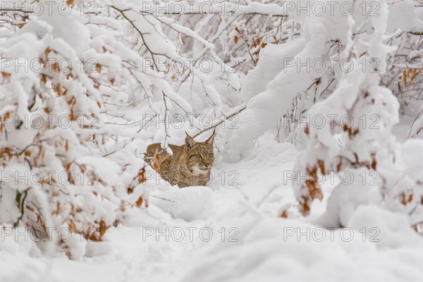 One young male Eurasian lynx, (Lynx lynx), walking through deep snow covered undergrowth in a