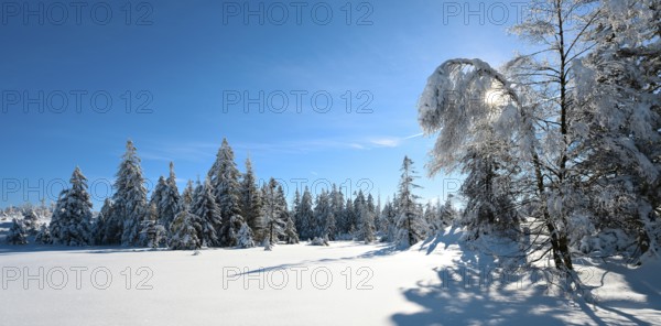 Untouched winter landscape with snow-covered forest under a blue sky, sun shining through