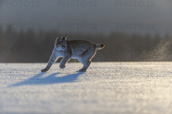 One young male Eurasian lynx, (Lynx lynx), running over a snow covered meadow in backlight