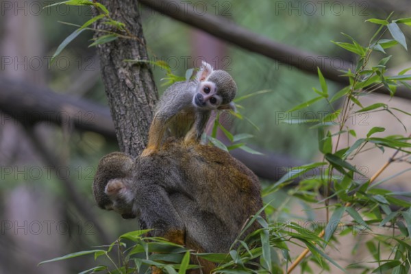 One female Central American squirrel monkey, Saimiri oerstedii, carrying her baby. Green vegetation