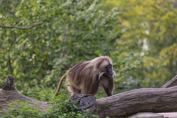 One adult male Gelada (Theropithecus gelada), or bleeding-heart monkey walking through riverine