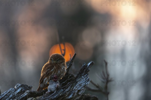One East Brazilian pygmy owl (Glaucidium minutissimum), also known as least pygmy-owl or Sick's