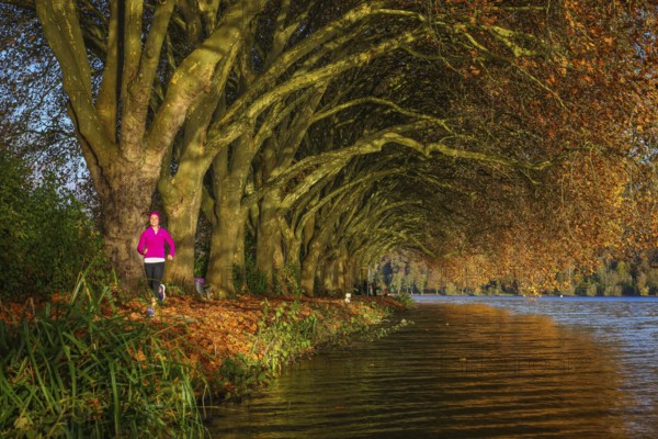 Essen, North Rhine-Westphalia, Germany - Young woman jogging on the lakeshore under trees with