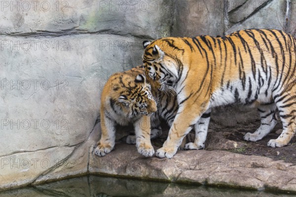 Siberian Tiger Mother with one cub, Panthera tigris altaica, playing with each other. Rock wall