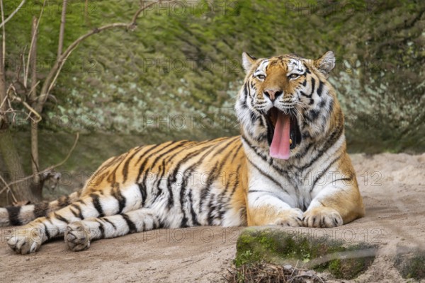 Siberian tiger (Panthera tigris tigris) lying in a forest, captive, incidence in Russia and