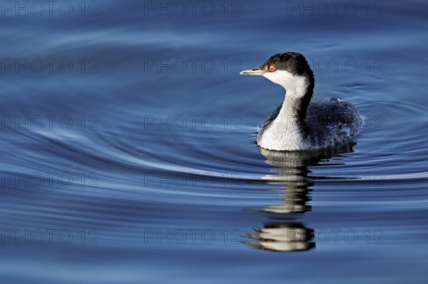 Slavonian grebe (Podiceps auritus), adult, in a white plumage, winter plumage, swimming in Lake