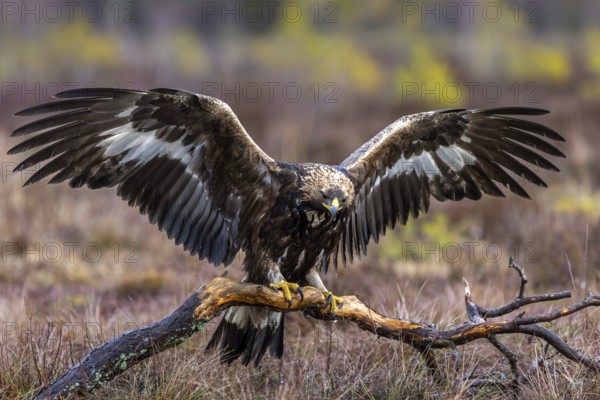 European golden eagle (Aquila chrysaetos chrysaetos) landing on branch with spread wings in