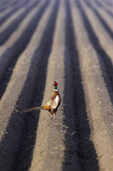 Common pheasant, ring-necked pheasant (Phasianus colchicus) male, cock calling from potato field in