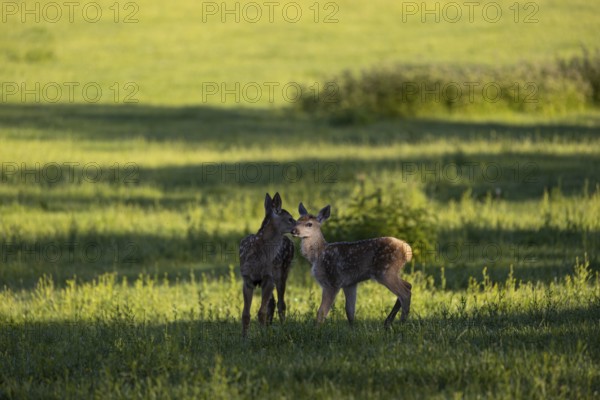 Two Altai maral calfs, Altai wapiti or Altai elk (Cervus canadensis sibiricus) roaming over a