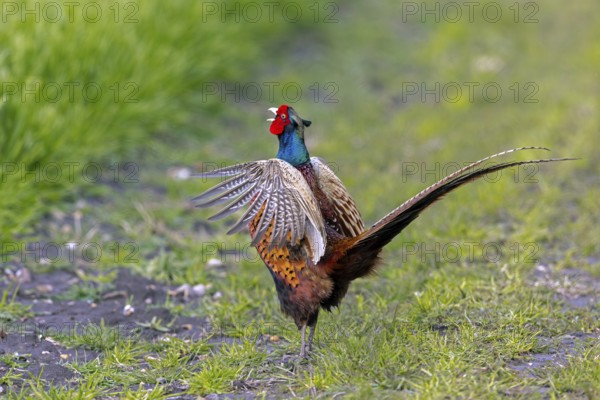 Common pheasant (Phasianus colchicus) male, cock displaying by flapping wings and calling in field