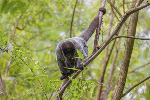 A common woolly monkey, brown woolly monkey, or Humboldt's woolly monkey (3) (Lagothrix