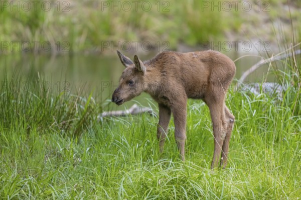 One baby moose or elk, Alces alces, (19 days old, born May 8, 2020) standing on a meadow with fresh
