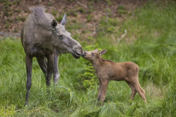 Kisses from Mama. One adult female moose or elk, Alces alces, with one baby moose (19 days old,