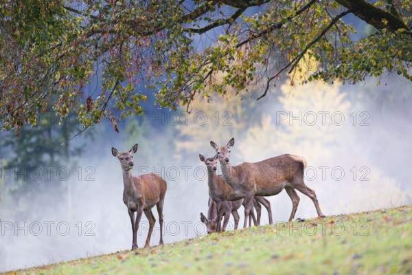 Five red deer hinds (Cervus elaphus) stand in a meadow, A forest with autumn leaves can be seen in