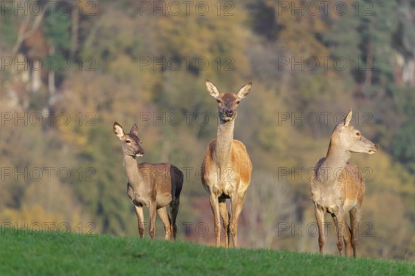 Two adult red deer hinds (Cervus elaphus) and a calf are standing in a meadow in the beautiful