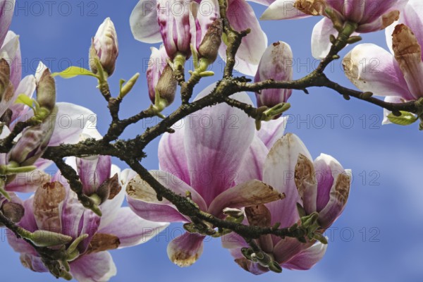 Magnolia branch with several pink flowers against the blue sky, Siegen, North Rhine-Westphalia,