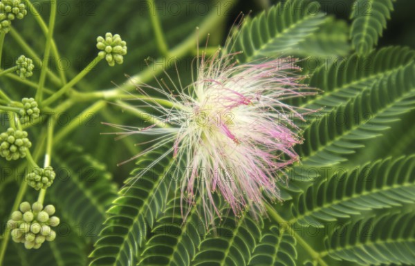 Close-up of the blossom of the silk tree (Albizia julibrissin) with filigree leaves, Nettetal,