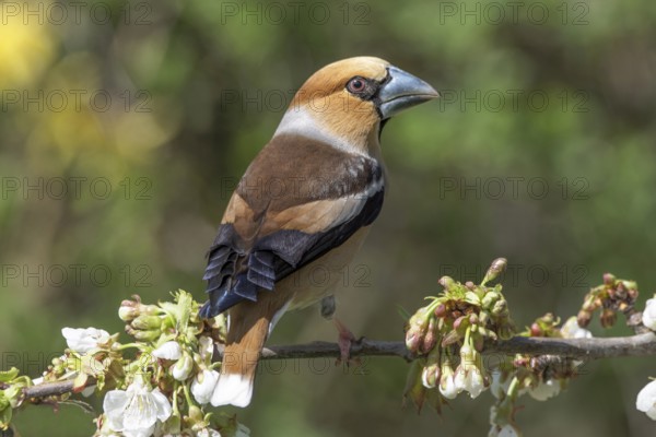 A male hawfinch (Coccothraustes coccothraustes) sitting on the blossoming branch of a cherry tree