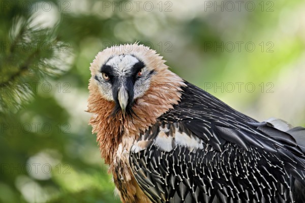 Bearded vulture or lammergeier (Gypaetus barbatus), portrait, captive, Canton Schwyz, Switzerland,
