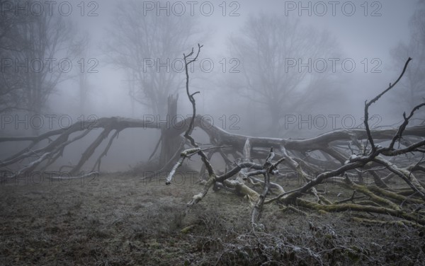 Old, lightning-split, solitary oak tree on a cold and foggy day, Hohenlohe, Baden-Württemberg,