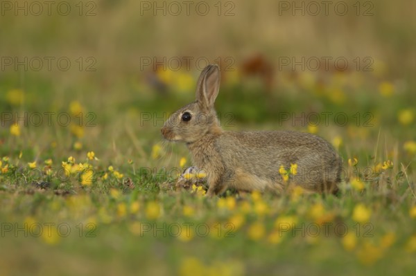 Rabbit (Oryctolagus cuniculus) wild adult animal in grassland with yellow summer flowers, England,