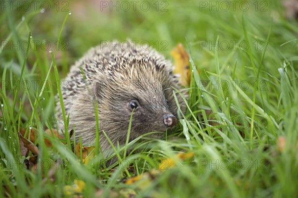 European hedgehog (Erinaceus europaeus) adult animal amongst fallen autumn leaves on a garden lawn,
