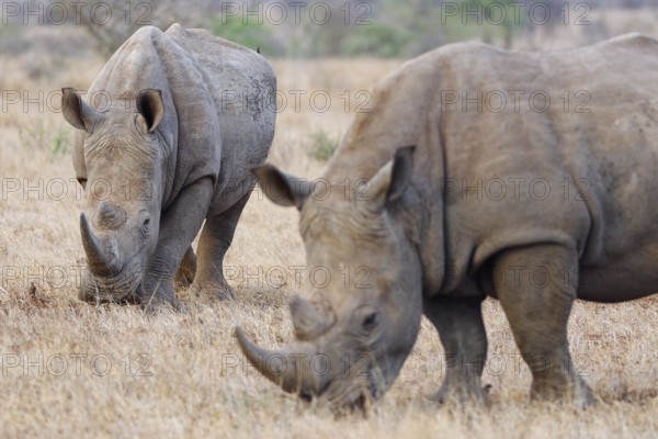 Southern white rhinoceros (Ceratotherium simum simum) with birds, two adult males feeding on dry
