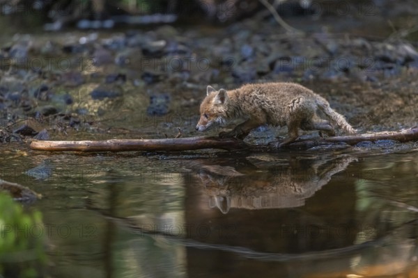 One young red fox, Vulpes vulpes, walking through a shallow forest creek in late light. Searching
