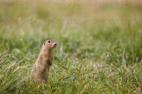 A European ground squirrel (Spermophilus citellus) or European souslik stands erected in green