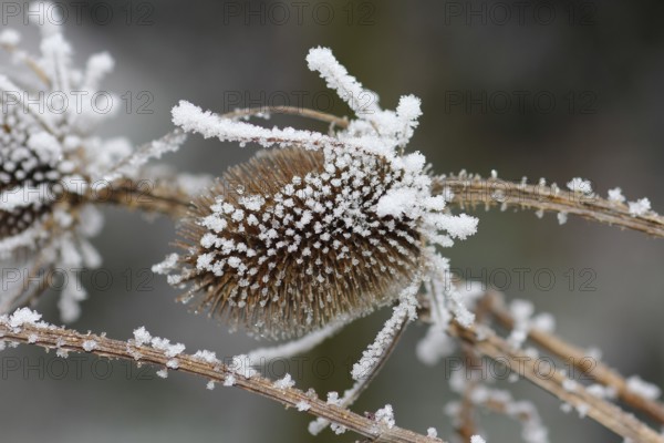 Wild teasel (Dipsacus fullonum), dried inflorescences with hoarfrost, North Rhine-Westphalia,